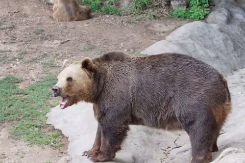v zoo