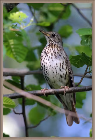 Drozd zpěvný (Turdus Philomelos)