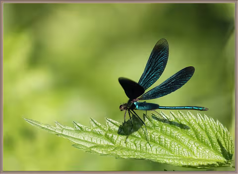 Motýlice lesklá - Calopteryx splendens