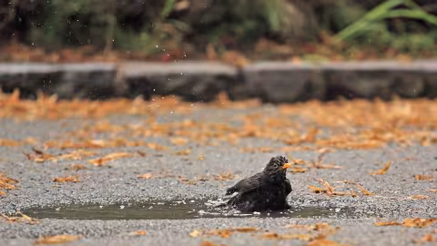 Birds Bath